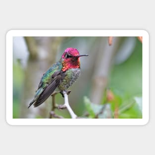Adult Male Anna's Hummingbird in the Plum Tree Sticker